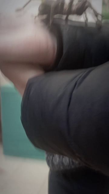 Паук - друг человека!!! (Pterinochilus Murinus и Lasiodora Parahybana)