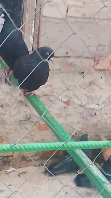 николаевские голуби