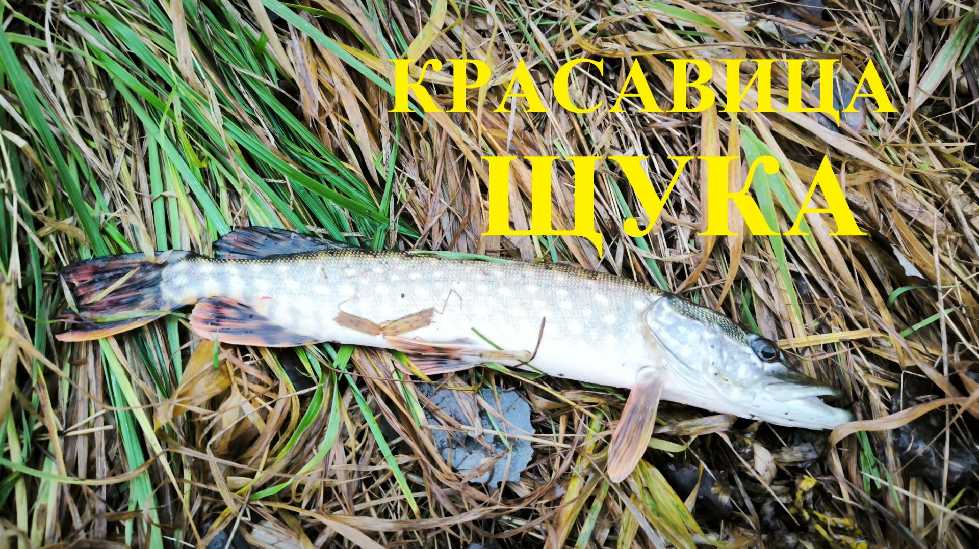 54f1e89153043bf4b8265b88feb2b989