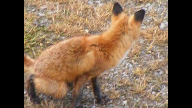 Великий Устюг. Дикие животные в Усадьбе