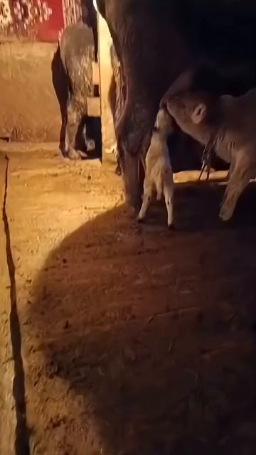 #cover #live #ырдапжаша #duet #music #адыгэ #топ #музыка #singer #гитара #гигабайт #farmer