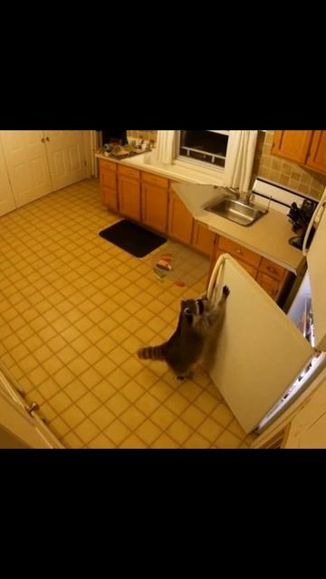 Енот хозяйничает #животные #енот #смешно