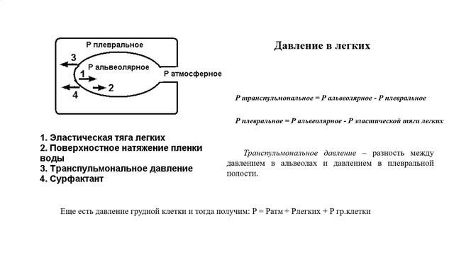 Биофизика дыхания-Часть 1
