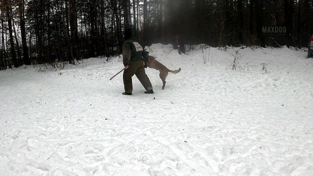 Персей 23.11.25