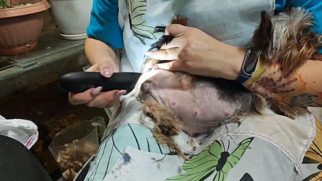 Стрижка Йорка в особом положении