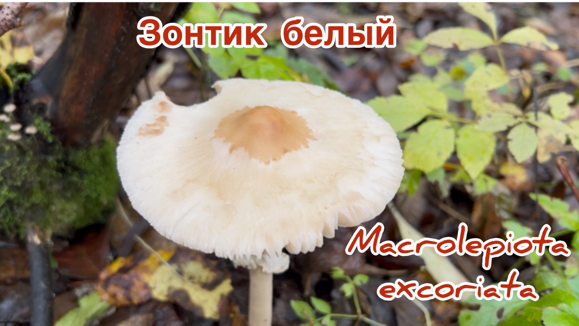Зонтик белый полевой Macrolepiota Excoriata