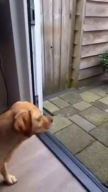 Личный швейцар котика 😃
.mp4