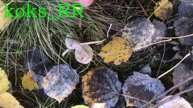 Осень Грибы 2025 Koks_RR