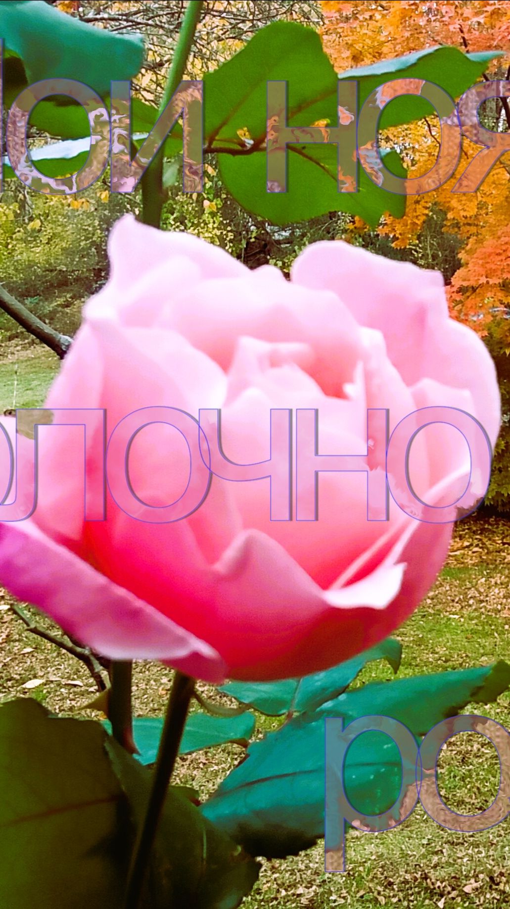 Удобный, полезный и эффективный метод измельчения моркови