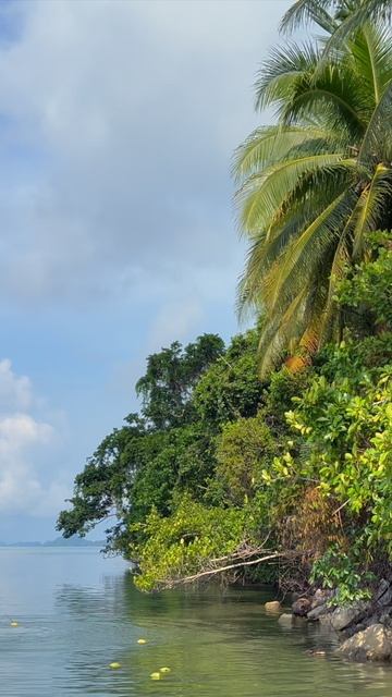 Собираем кокосы