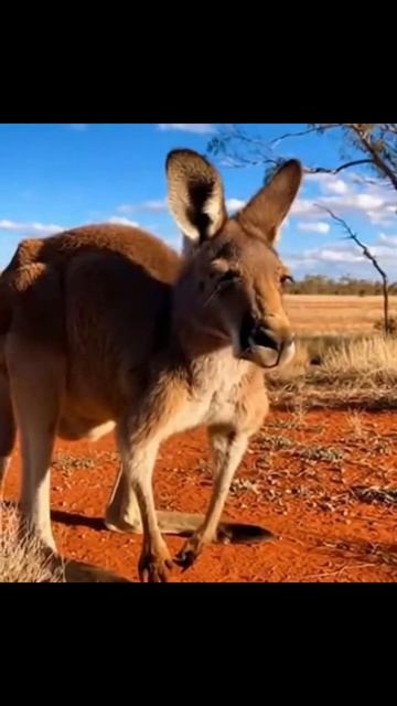 #кенгуру #милота #животные