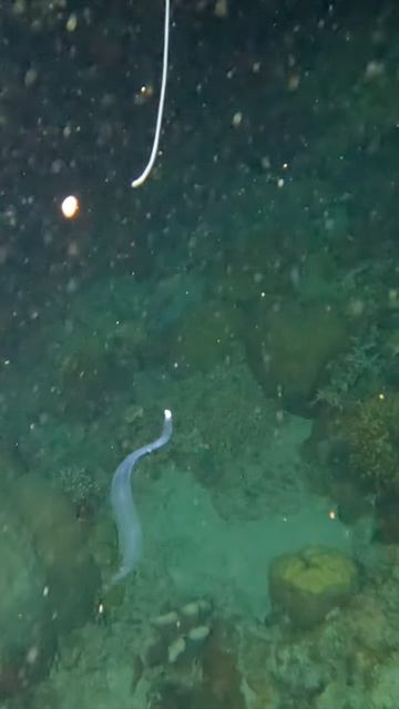 Ночной планктон