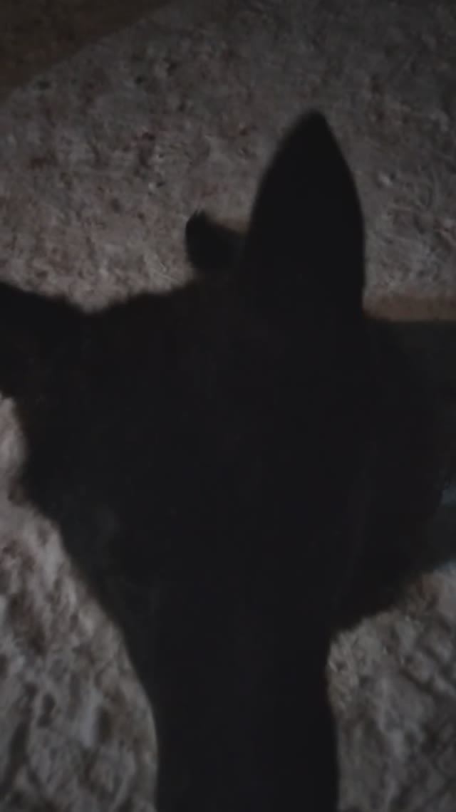 Обучение Лудика в процессе