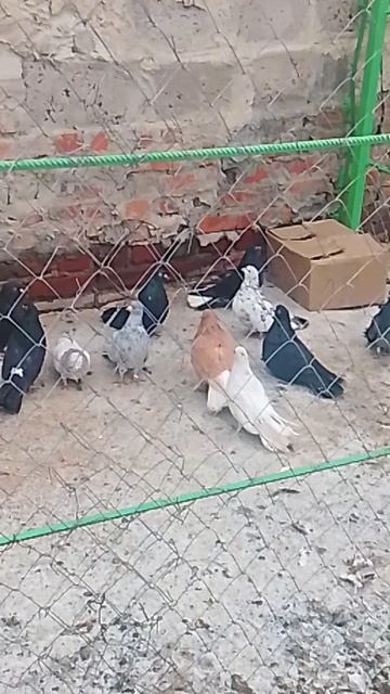 николаевские голуби