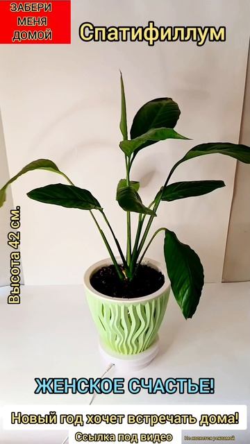 КРАСАТУН ХОЧЕТ ДОМОЙ❤️😩