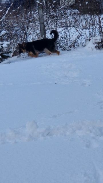 А мячик-то где?