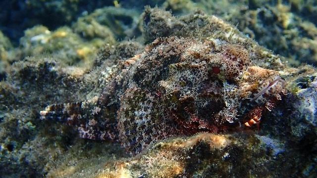 Красноглазая Скорпена.Scorpaenopsis oxycephalus. Форт Арабески.Макади Бэй.Египет.Ноябрь 2025