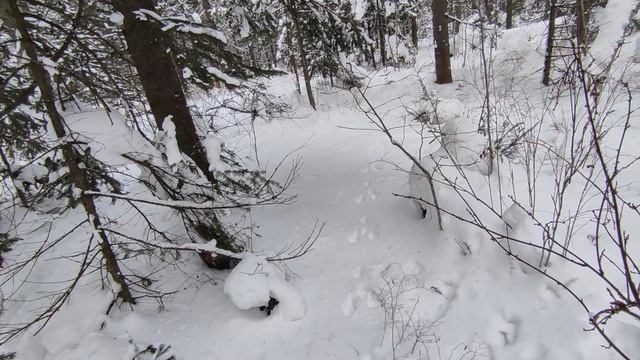 2025.12.26. Крючково, снег 80 см, T-6°. Дэля не пошла за мной в лес.