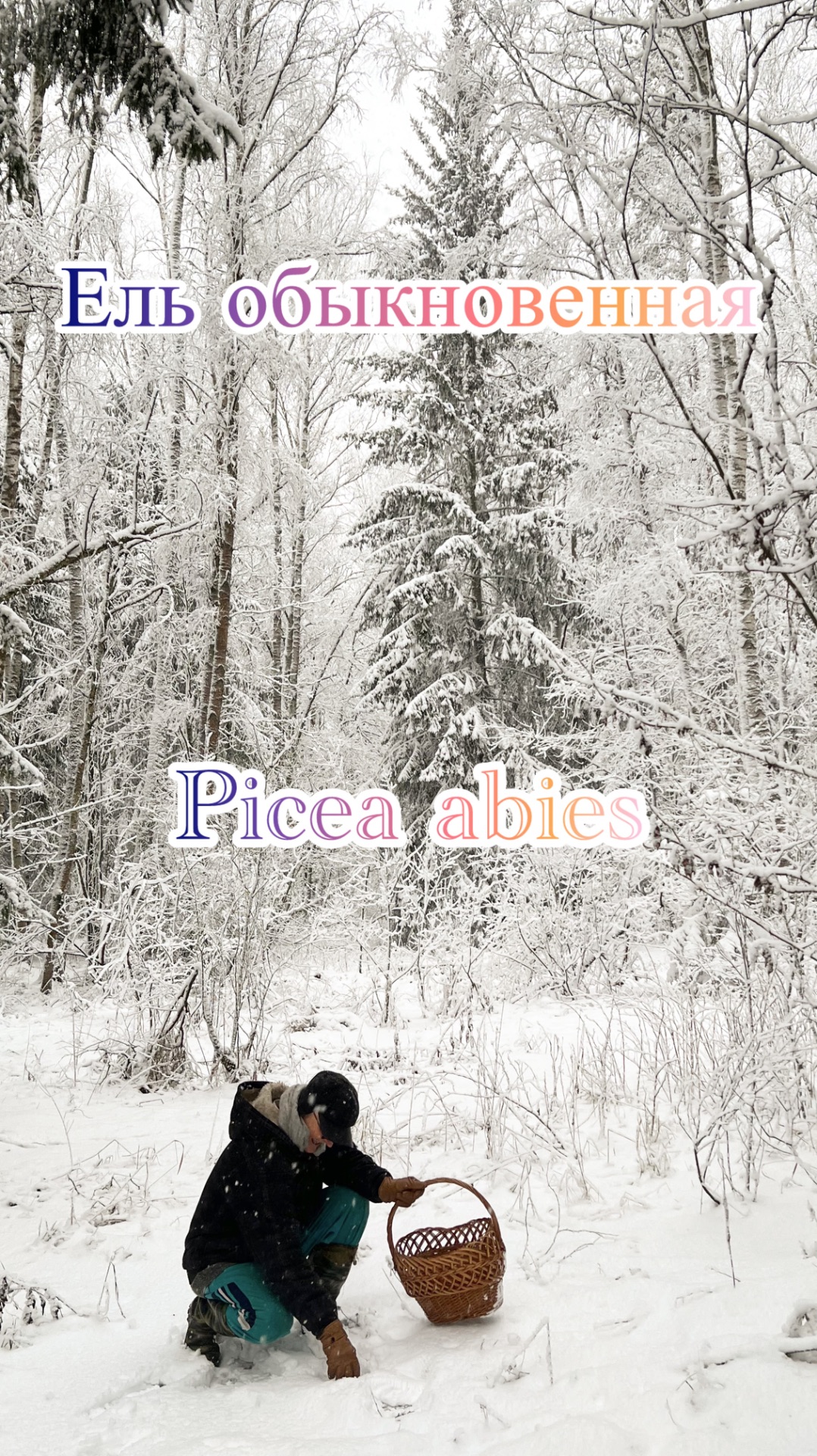 Ель обыкновенная Picea Abies