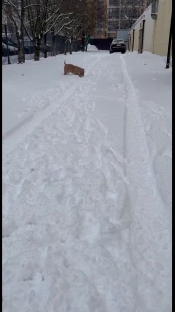 Американский булли Классик CH ABKC Seed of Iller