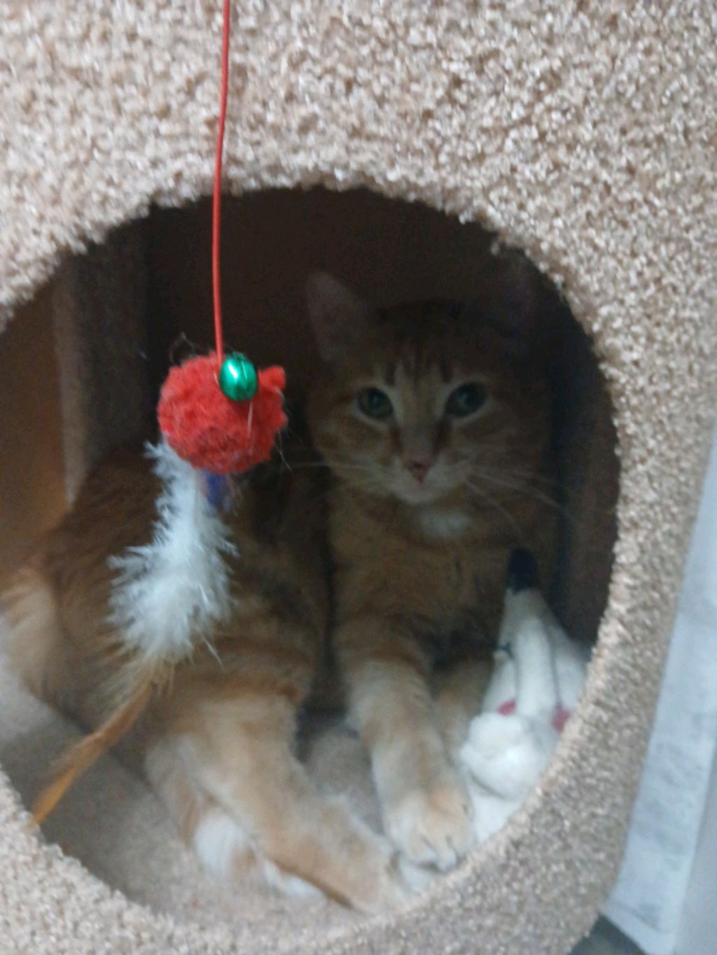 сборка на др