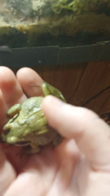 моя экосистема в террариуме  5 месяцев спустя