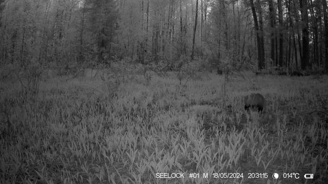 КАГ_2024_Барсук_в_ландышах