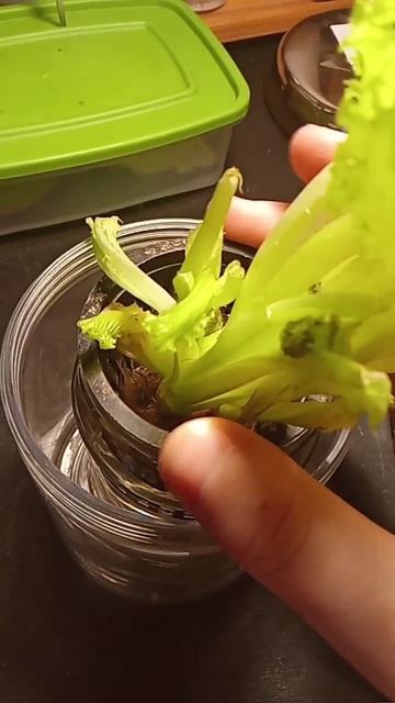 старт эксперимента с салатом