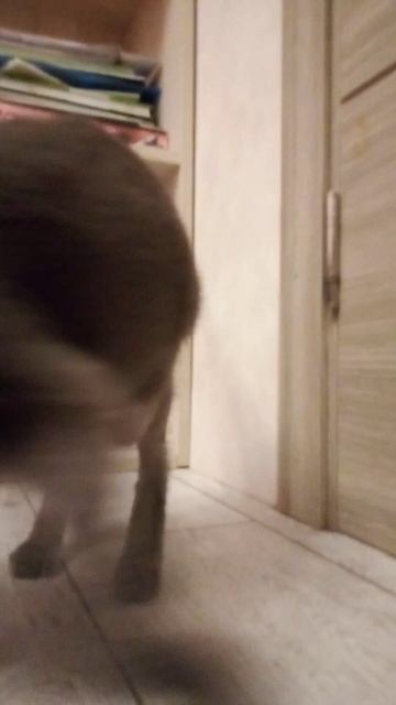 песня моей кошечки 🤍🤍🤍💗💗