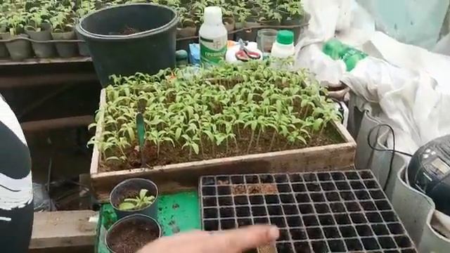 Что лучше ПИКИРОВКА или ПЕРЕВАЛКА 3 способа пикировки