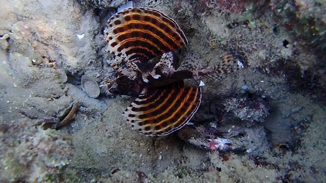 Red Sea Dwarf Lionfish - Dendrochirus hemprichi. Форт Арабески.Макади Бэй.Ноябрь 2025.Египет.