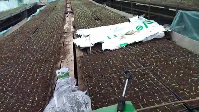 Фунгицид Превикур. Корневые гнили полный расклад