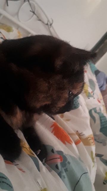 сейчас 9:29утра и это моя кошечка😘