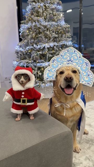 Поздравляем🎄