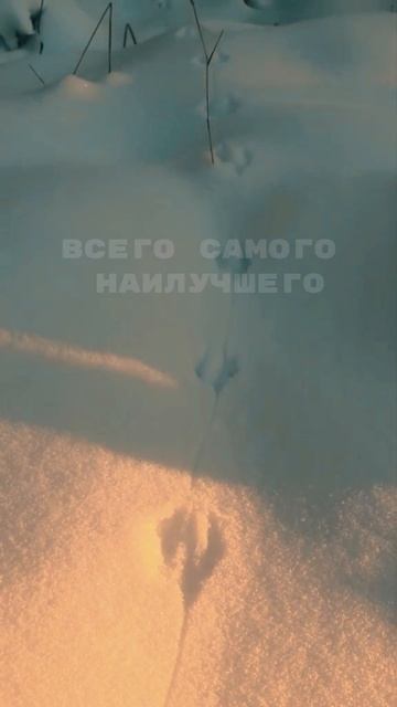 С Новым Годом 🎄