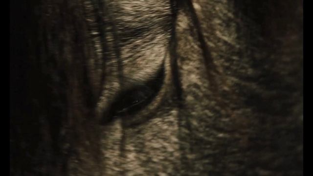 Песенка Лошади