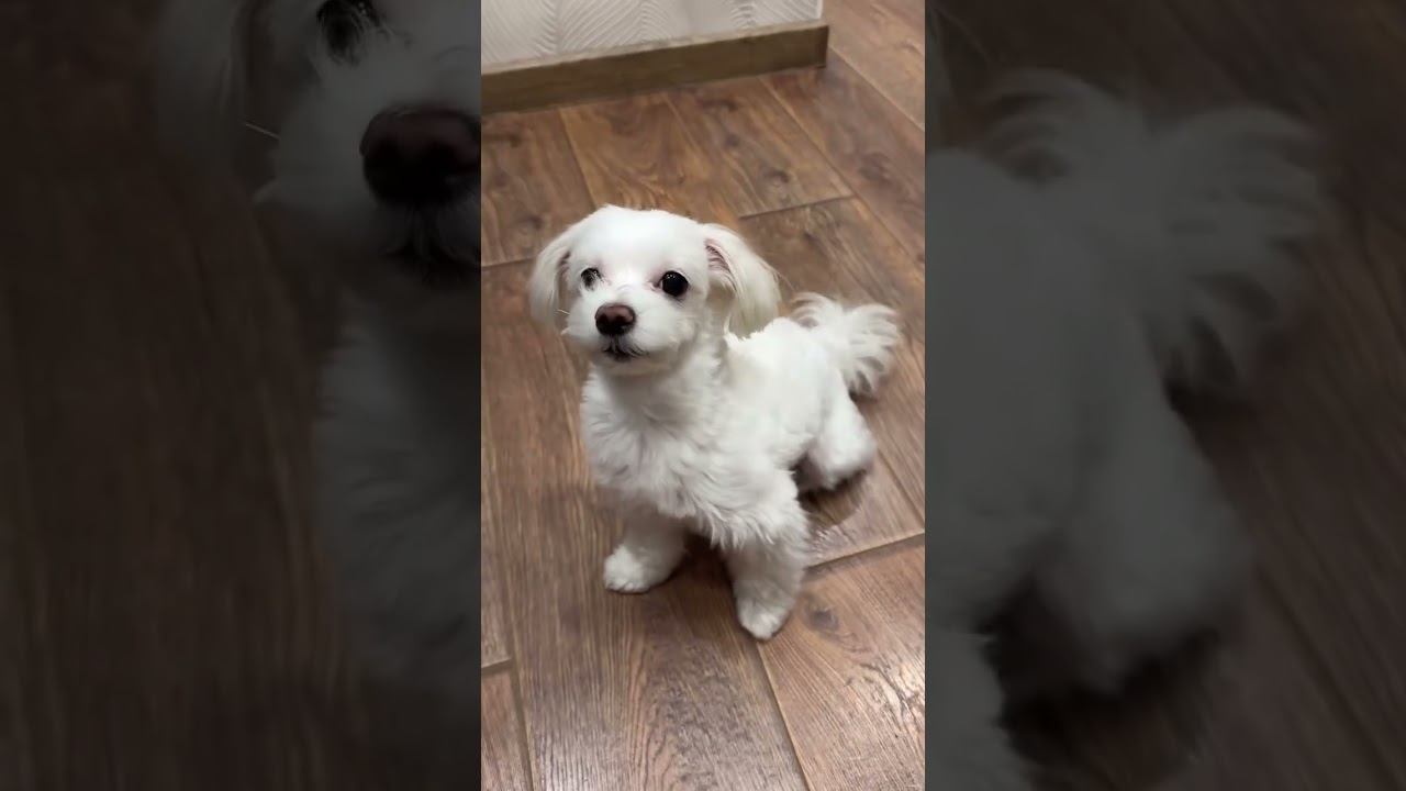 Покажи команды на английском