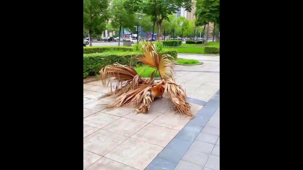 Самый редкий павлин