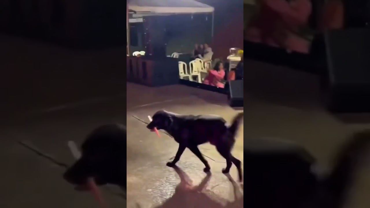 Собаки в Бразилии захотелось палочку на концерте ￼