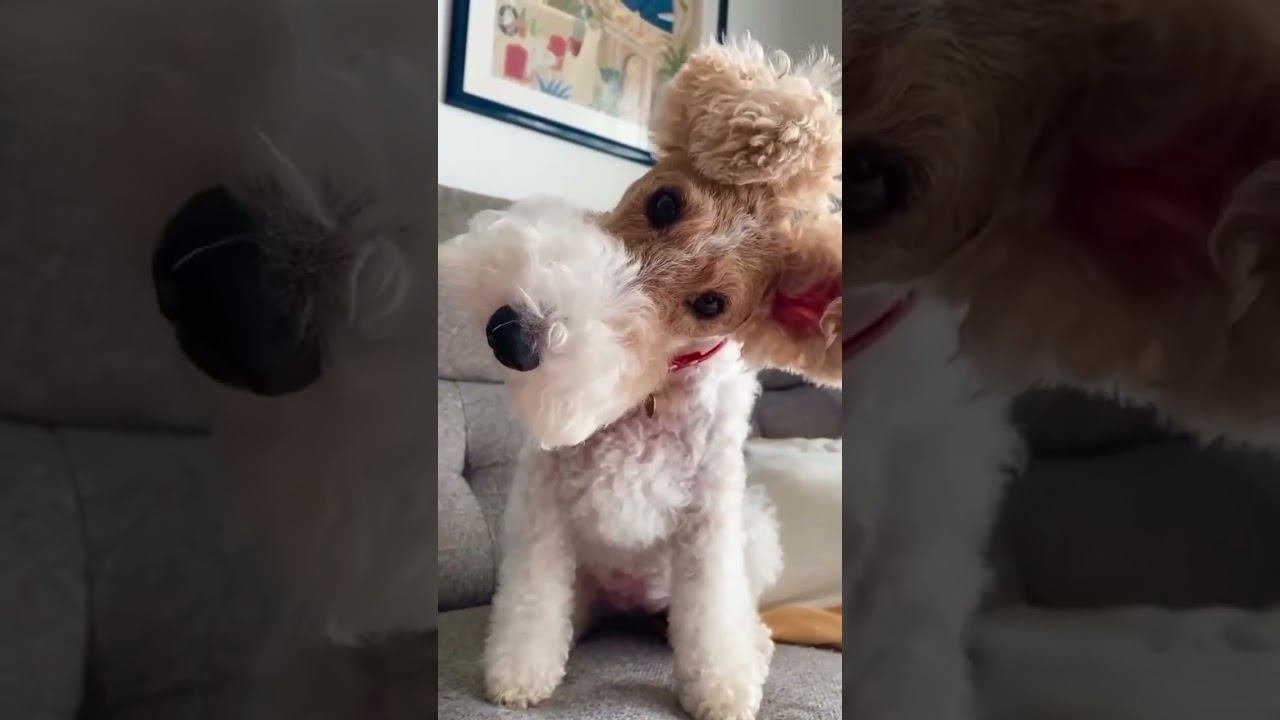 Подборка милых мосек ￼