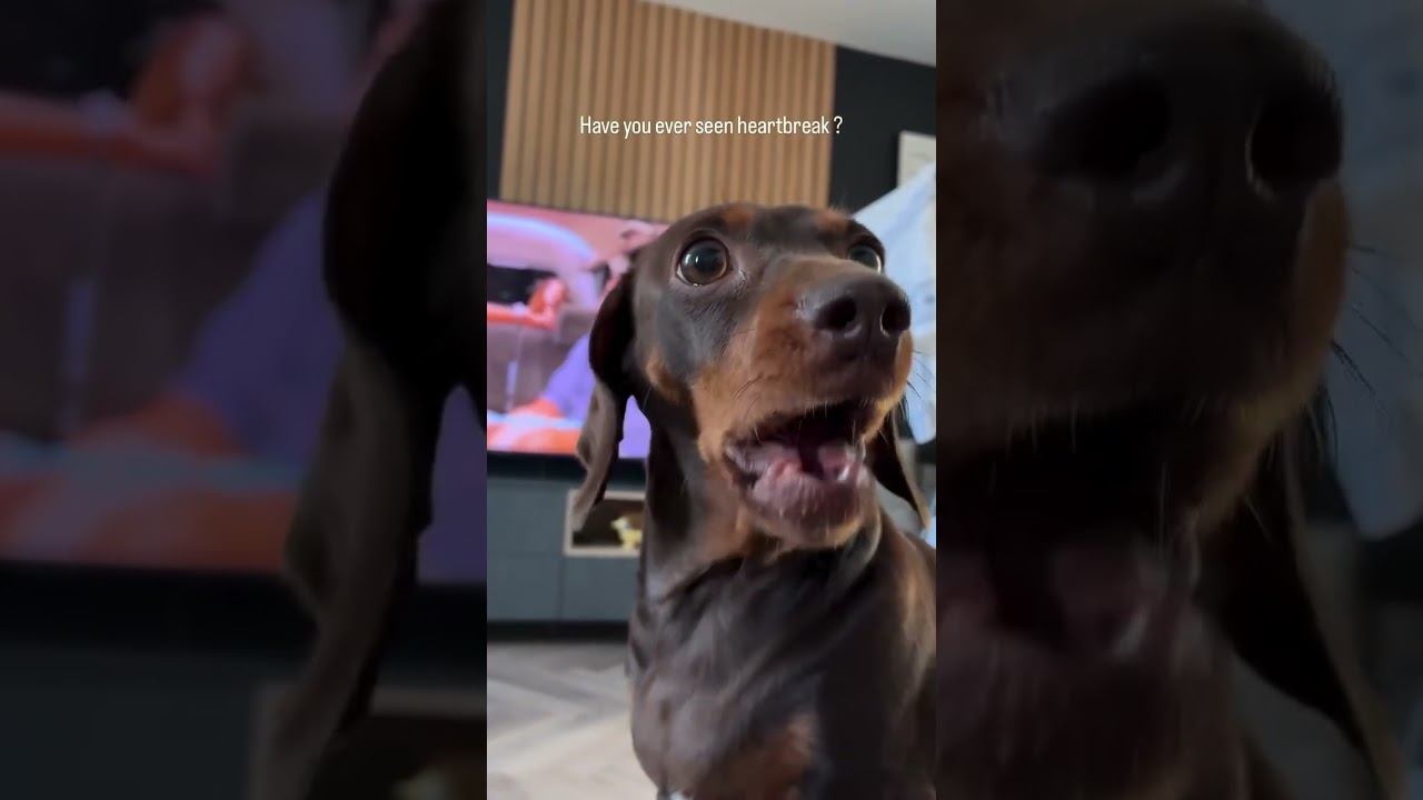 Нажаловался