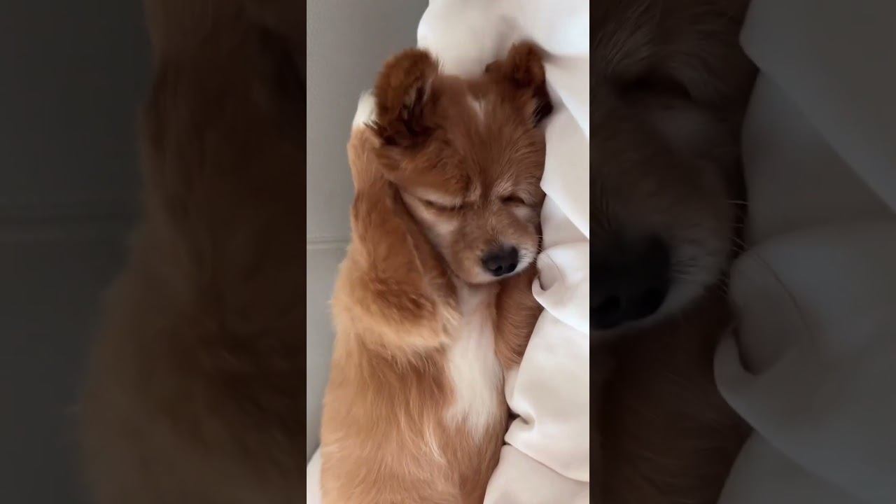 Когда разбудили в 7 утра в школу