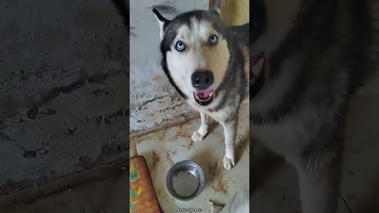 Хозяин не шути так