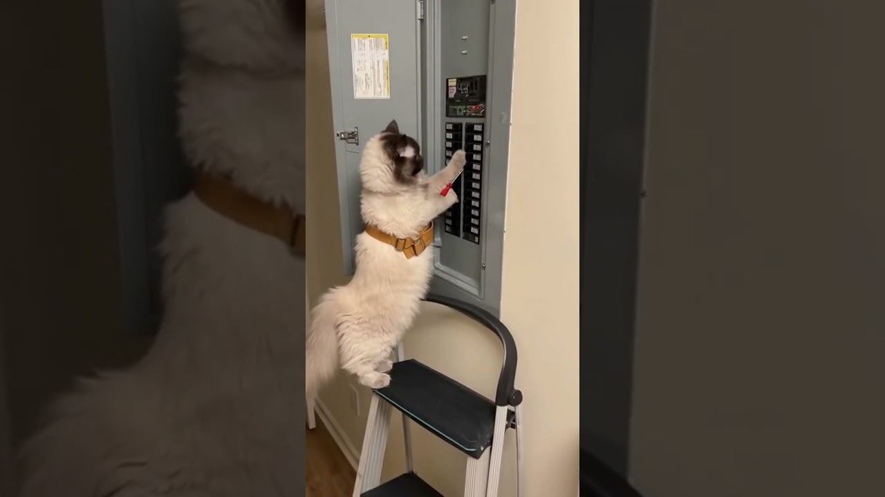 The Cat Is An Electrician #ai #cats #aicat #cat #catcute #cutecat
