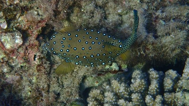 Две Милашки.Две коробочки.Yellow boxfish (Ostracion cubicus). Форт Арабески.Макади Бэй.Ноябрь 2025.