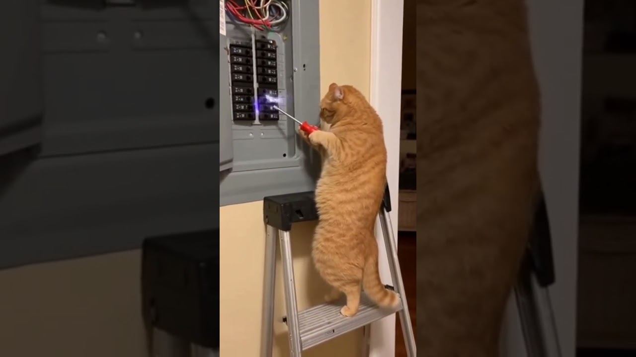 The Cat Is An Electrician #ai #cats #aicat #cat #catcute #cutecat