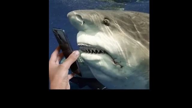 ПУКСИ[ СТРАШНЫЙ ВОЛК АНАЛОГ ХОРРОР ВЕРНУЛСЯ... (воскрес)