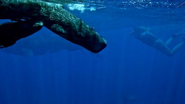 Киты на Маврикий. Мои невероятные воспоминания ...