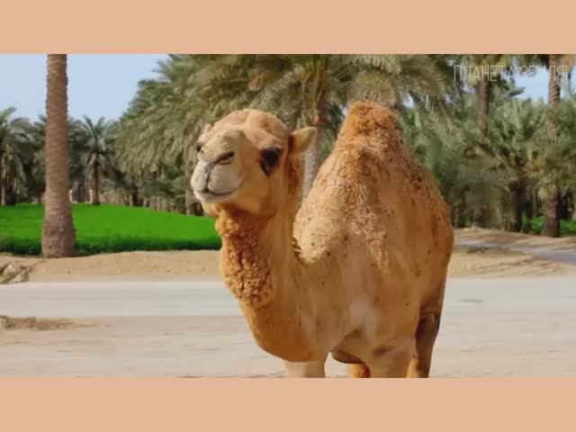 Диана Шахова - Верблюд