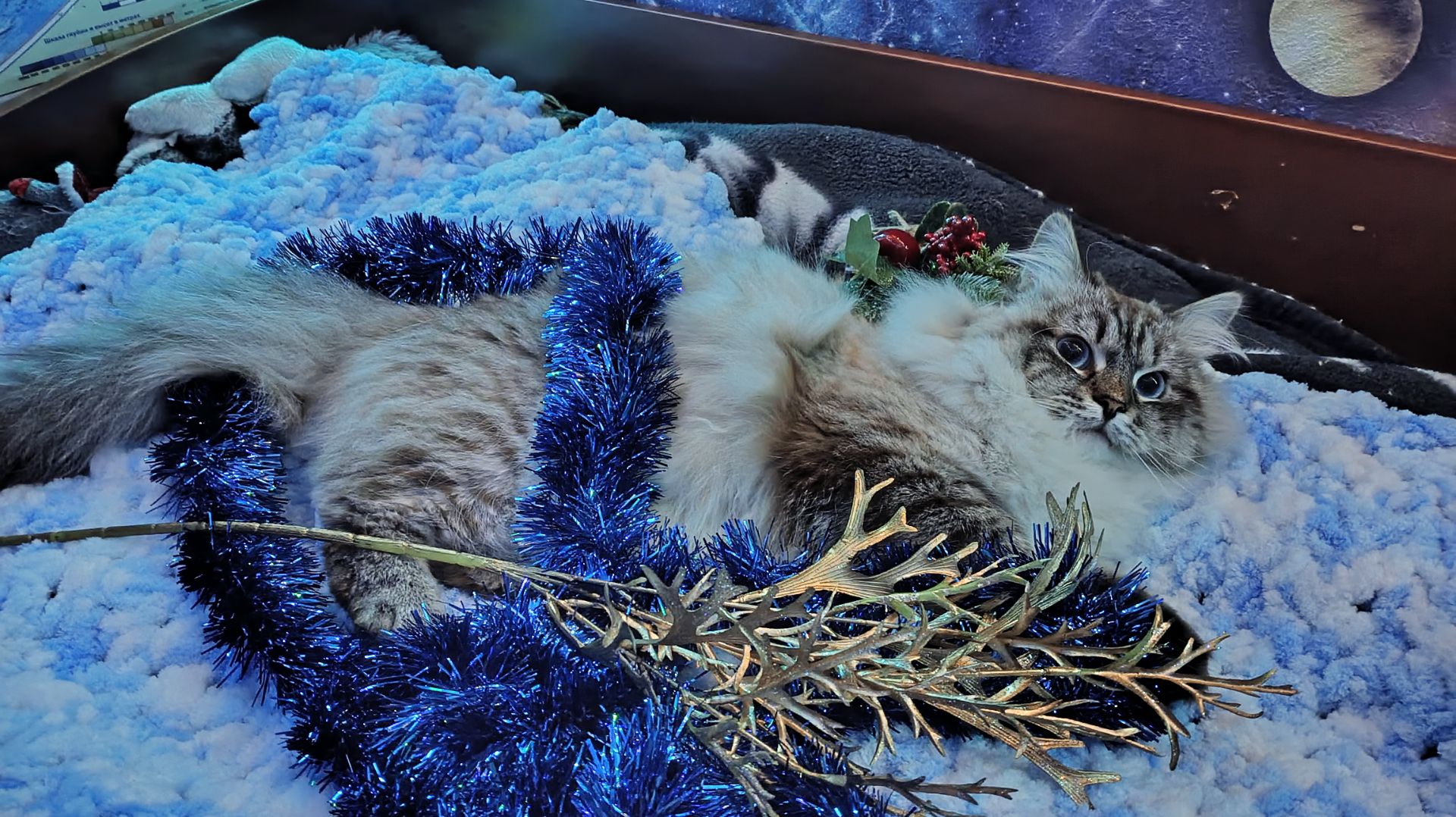 Наши новогодние развлечения